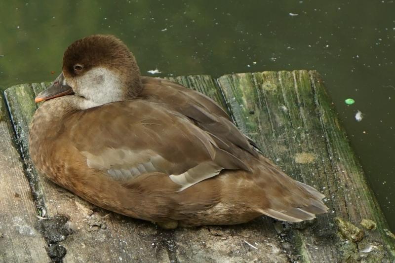 bdFoto 20.JPG - Born kasteelpark